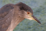 immature black-crowned night heron 363