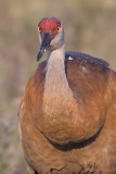 sandhill crane 46