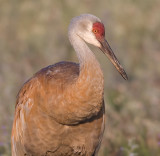 sandhill crane 52