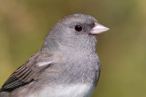 junco 180