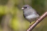 junco 182