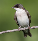 tree swallow 241