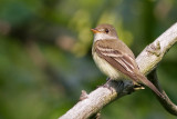 Least Flycatcher