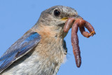 bluebird 27