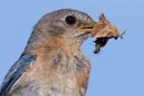 bluebird 50