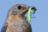 bluebird 52