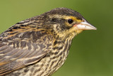 juvenile red winged blackbird 12