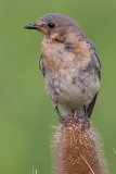 bluebird 57