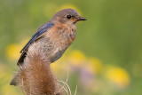 bluebird 58