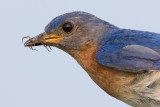 bluebird 60