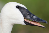 trumpeter swan 6