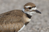 juvenile killdeer 16