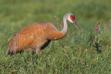 sandhill crane 71