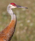 sandhill crane 77