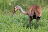 sandhill crane 79