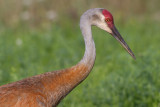 sandhill crane 80