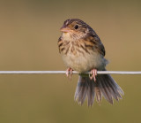 juvenile grasshopper sparrow 13