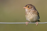 juvenile grasshopper sparrow 18