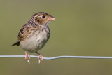 juvenile grasshopper sparrow 22