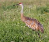 sandhill crane 93