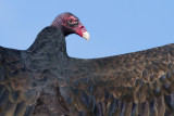 turkey vulture 83