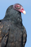 turkey vulture 90