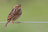 savannah sparrow 17