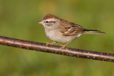 immature chipping sparrow 10