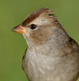 immature white crowned sparrow 5