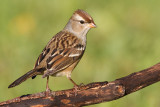 Immature White-crowned Sparrow