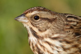 song sparrow 94
