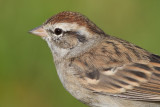 immature chipping sparrow 14