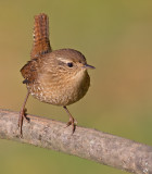 Winter Wren