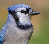 blue jay 188
