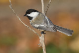 chickadee 535