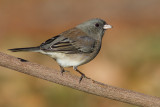 junco 199