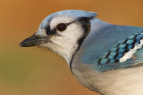 blue jay 193