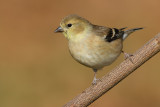 goldfinch 53