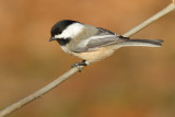 chickadee 541