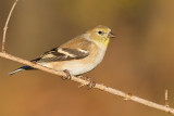 goldfinch 55