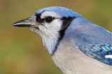 blue jay 194