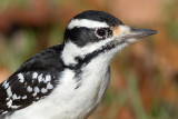 hairy woodpecker 64