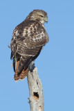 red-tailed hawk 282
