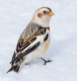 Snow Bunting