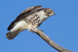 red-tailed hawk 286