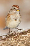american tree sparrow 102