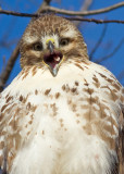 red-tailed hawk 289