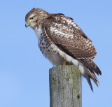 red-tailed hawk 298