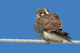 American Kestrel 32