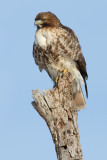 red-tailed hawk 300
